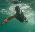 Muta senza maniche Athlex Swimskin uomo - ORCA